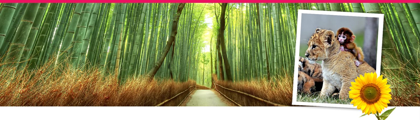 Annemiek Schrijver zomerbanner 3