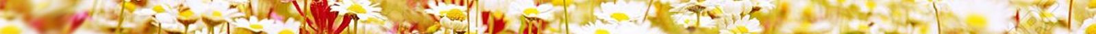 Annemiek Schrijver banner 4